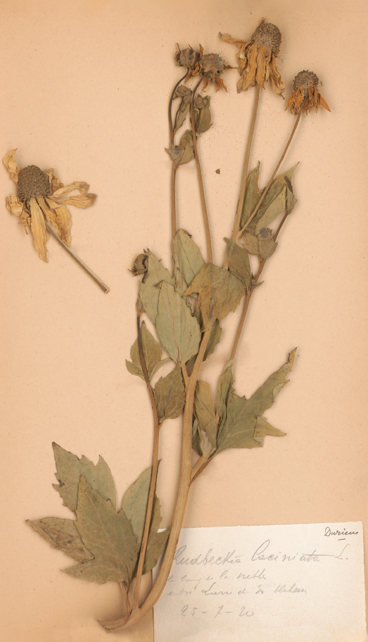 rudbeckia fine art print